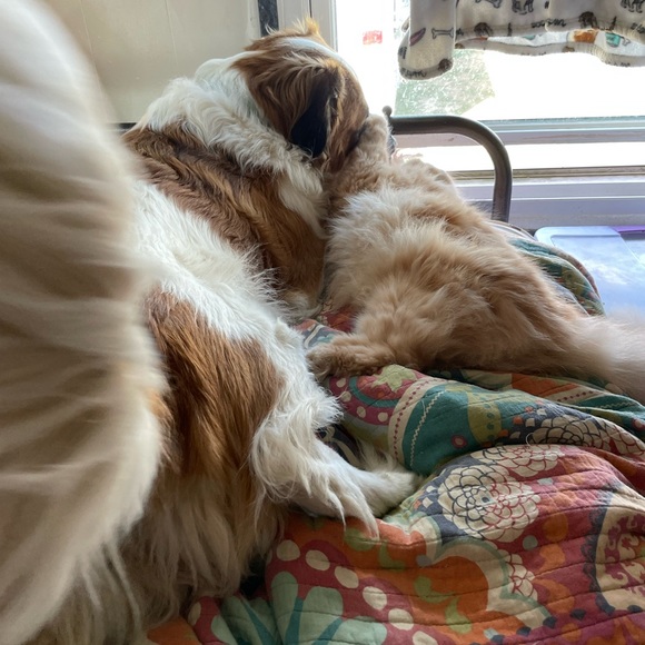 COPY - Live show Hosted by hatchimom 1215 central - Picture 6 of 7